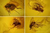Two Fossil Flies (Diptera) In Baltic Amber #139069-4